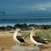 equador_bluefooted-boobies_galapagos