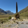 Peru_Puya Raimondi